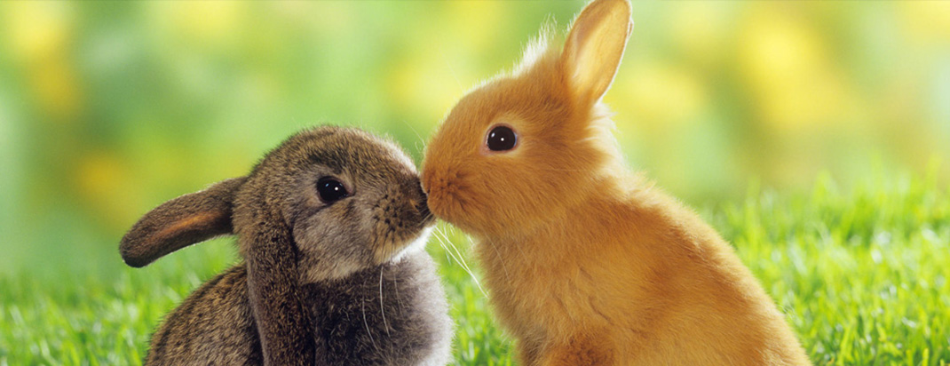 Rabbits Grooming