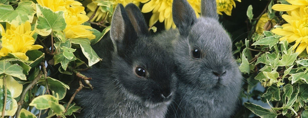 Rabbits in Bush