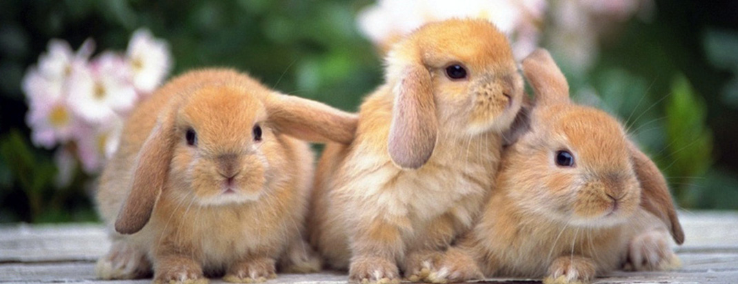 Three Little Bunnies