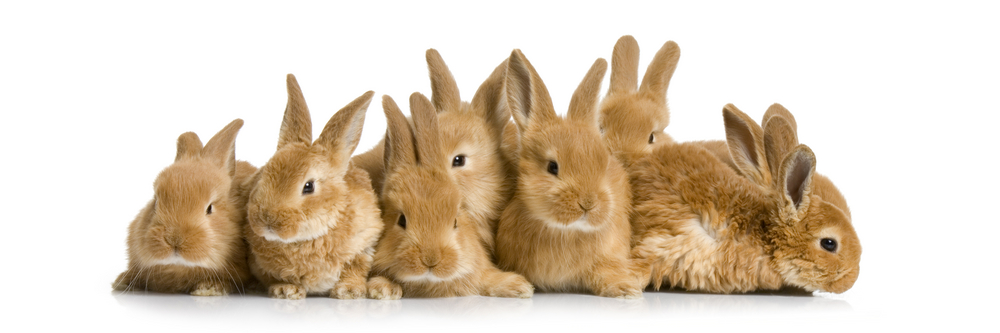 Group of Bunnies