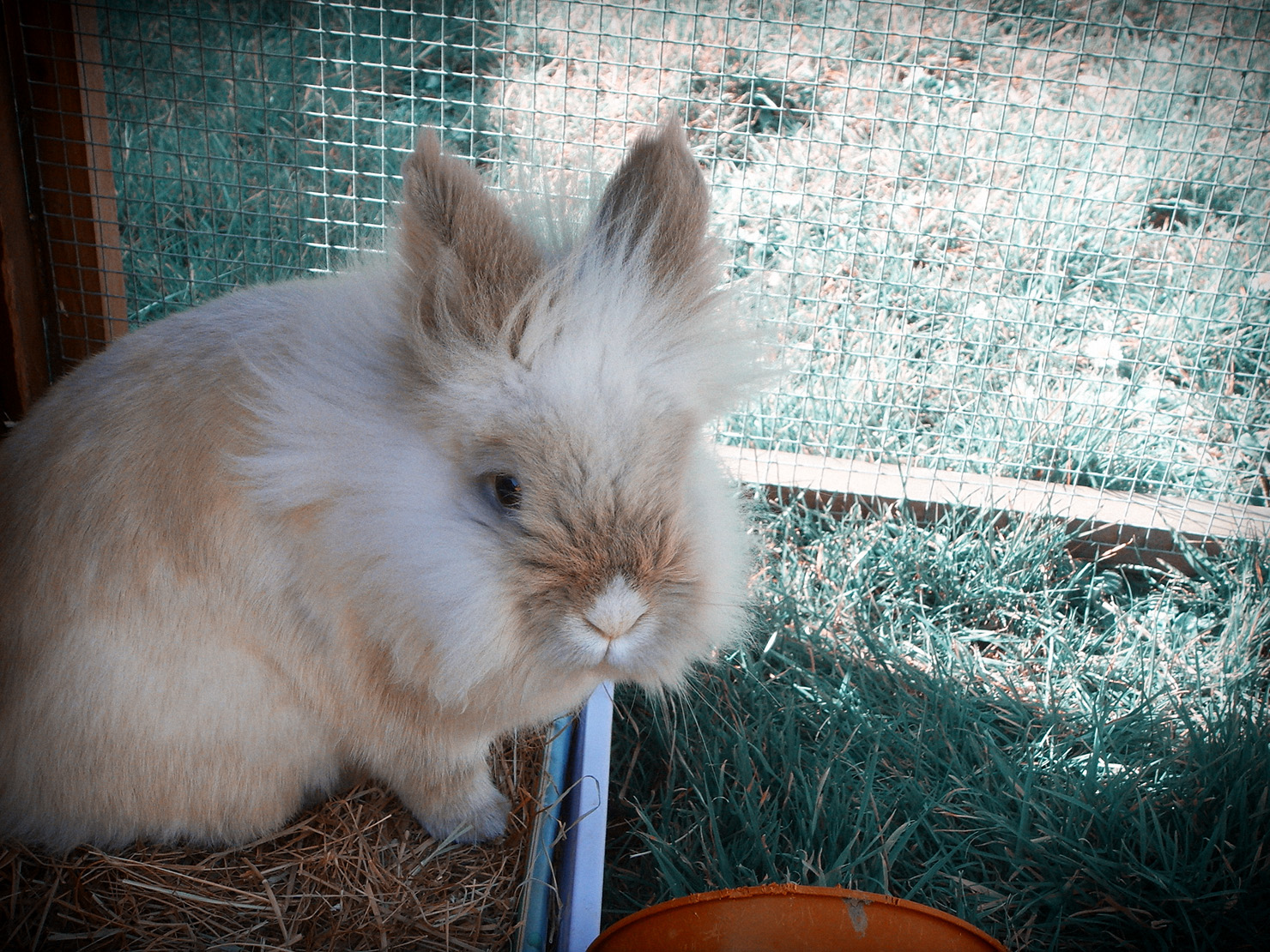 Infections in Rabbits
